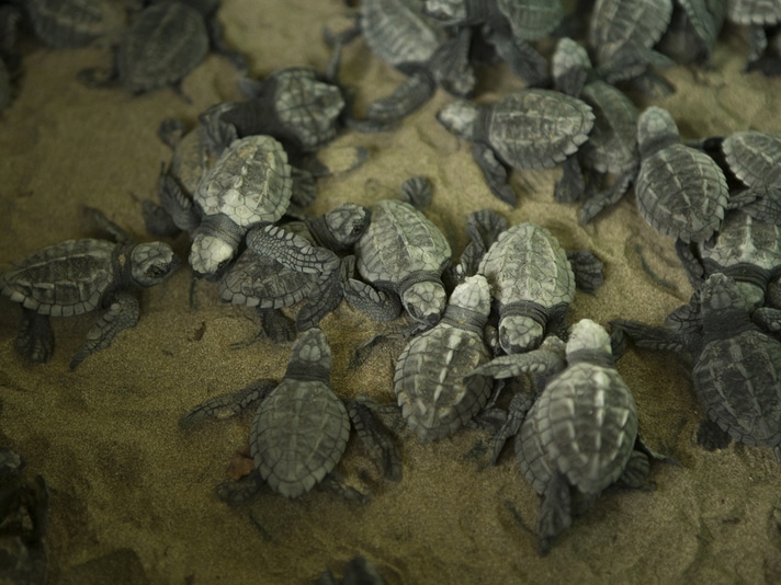 Mexico Sees Dramatic Increase In Olive Ridley Turtle Nestings