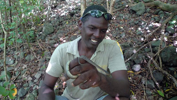 Extinct St. Lucia Racer Snake Rediscovered on Caribbean Island