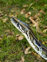 The Burmese Python Can Withstand Extensive Exposure To Saltwater
