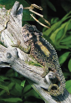 Breeder's Choice: Wolkberg Dwarf Chameleon