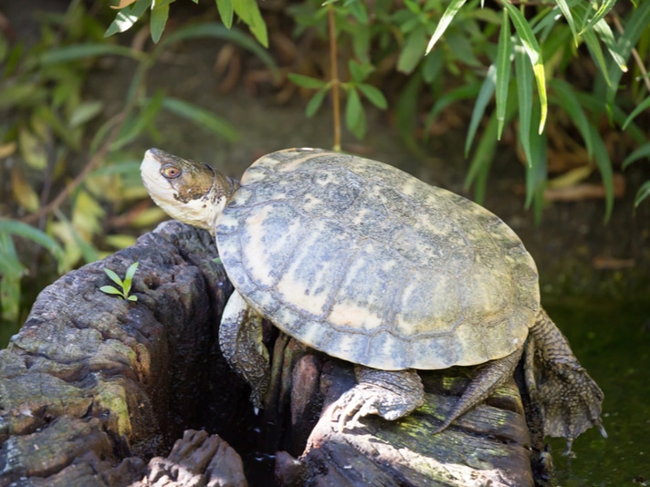 Western Pond Turtle Of San Francisco’s Mountain Lake Thriving Again