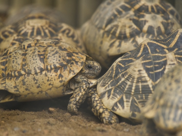 51 Smuggled Indian Star Tortoises Returned To India