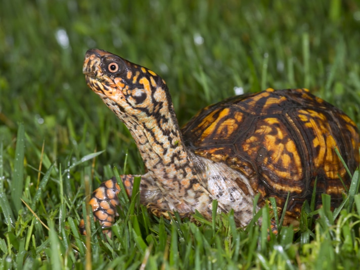 Man Pleads Guilty To Trafficking Box Turtles