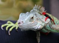 Iguana In A Harness