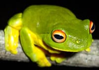 Male Orange-eyed Treefrogs Trill To Other Males During Mating Season