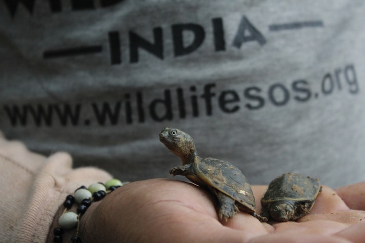 Rescuing Snakes In India With Wildlife SOS