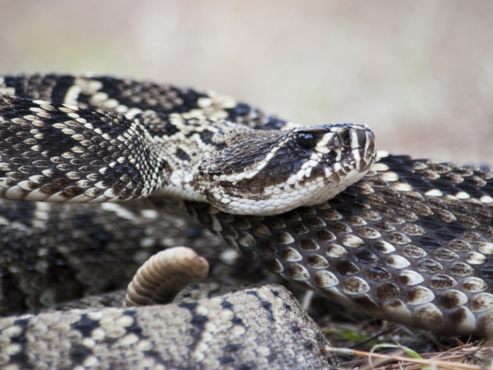 Politician In South Carolina Gets Flack For Shooting Snakes Ad