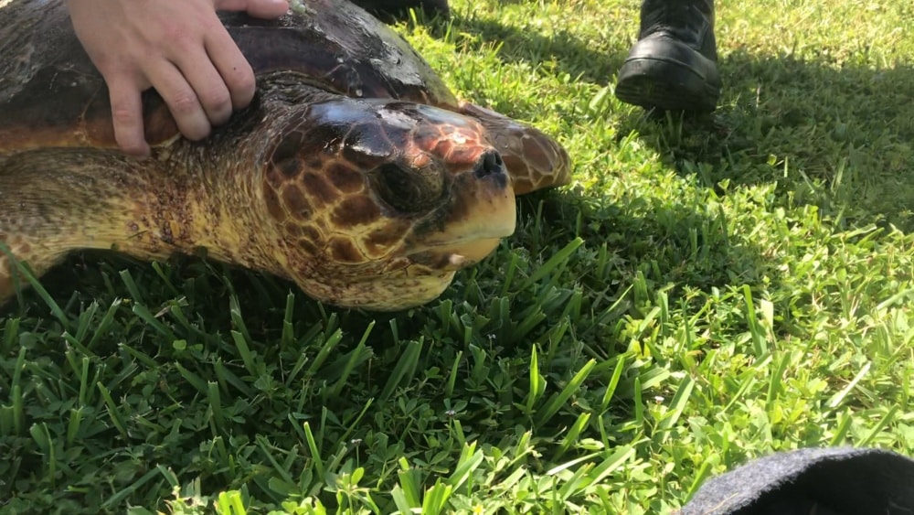 Injured Sea Turtle Found With Large Eel In Its Body Cavity