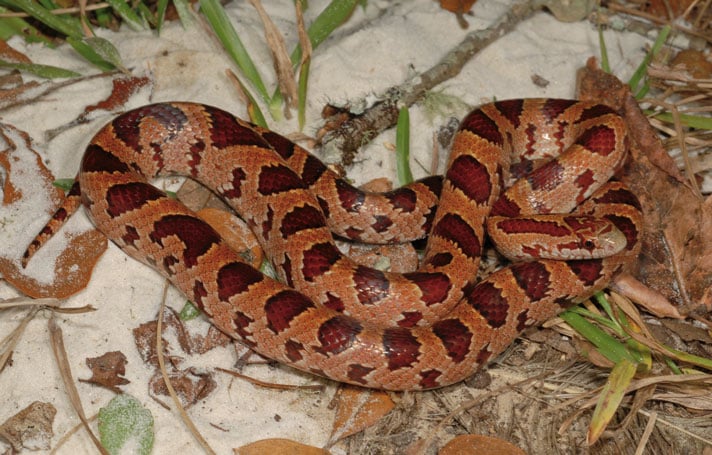 Herp Queries: What Kingsnake Closely Resembles A Corn Snake?
