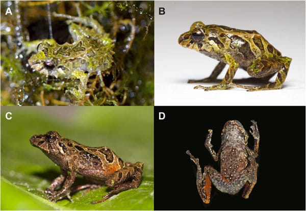 Frog Discovered In Ecuador Shape Shifts Like Star Trek's Changeling Odo