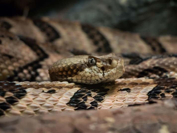 Massachusetts To Build Timber Rattlesnake Habitat Near Boston