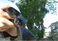 Endangered Eastern Indigo Snake Found On Florida’s Captiva Island