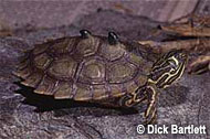 Turtlekeeper Wins Suit Against Federal Wildlife Authorities