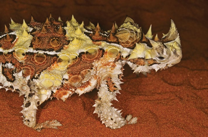 Herp Queries: Can I Keep A Thorny Devil?