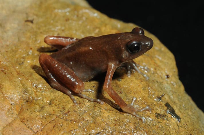 New Species Of Cave Dwelling Frog Discovered In Thailand