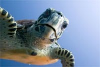 Pollution May Be Linked To Sea Turtle Disease