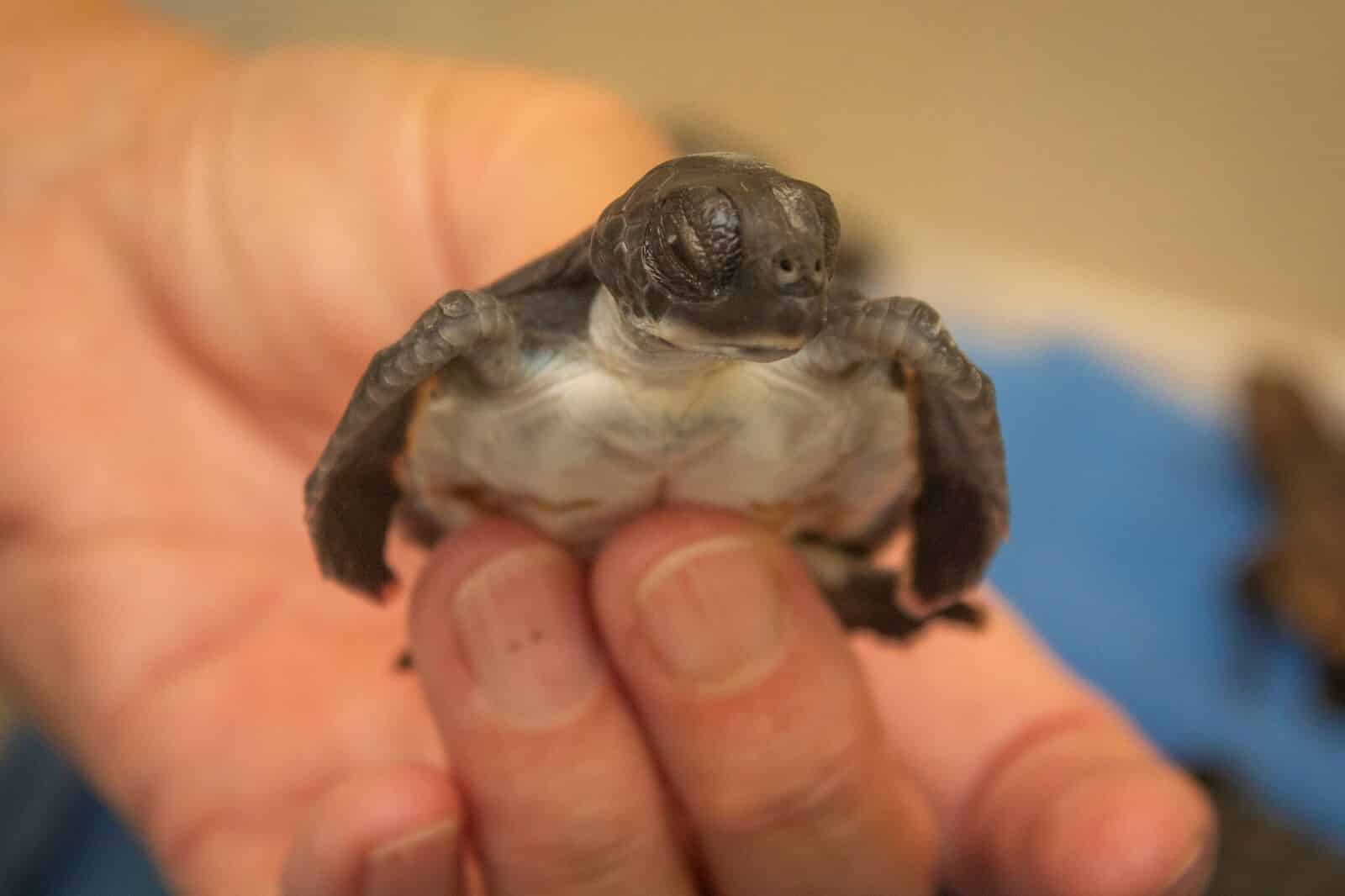 Nearly 300 Sea Turtle Hatchlings In Florida Rescued From Hurricane Leslie