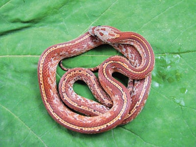 Breeder's Choice: Tessera Blood-Red Corn Snake