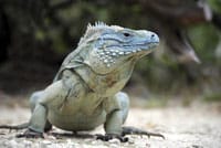 Grand Cayman Blue Iguana Comes Back From The Brink Of Extinction