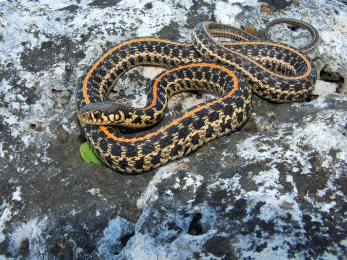 pink garter snake