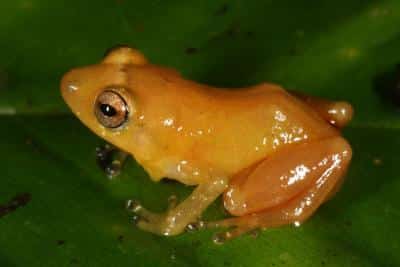 New Species Of Frog Discovered In Panama