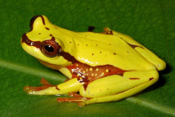 Brazilian Treefrog Named After Mythical Beast Of Amazon Described