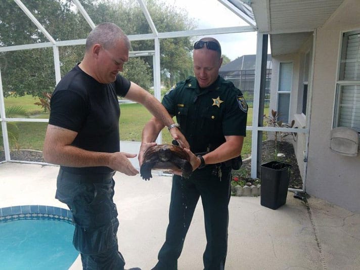 Police In Florida Save Gopher Tortoise From Backyard Pool