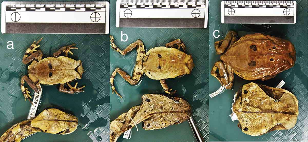 Congolese Giant Toad Mimics Gaboon Viper, New Study Says