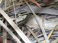 Stress Study On Southern Grass Skinks Details Some Benefits