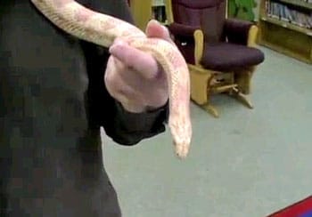 Reward Offered For Information On Connecticut Library Snake Killer