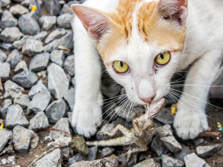 Cats store eating geckos