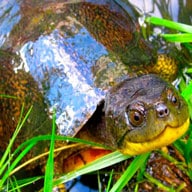 Breeding Blanding’s Turtles