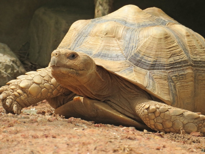17-Year-Old Tortoise Stolen From Queens, NY Environmental Center