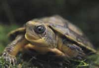 5 Chinese Yellow-Headed Box Turtles Hatch At The WCS’s Bronx Zoo