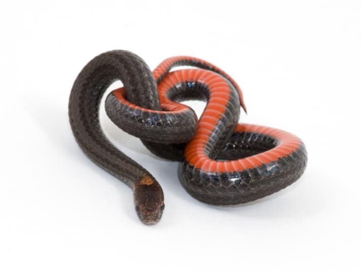 Will Politics Trump Science On Redbelly Snake Status In Kansas?