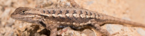 Eastern Fence Lizard Shutterstock 267088463