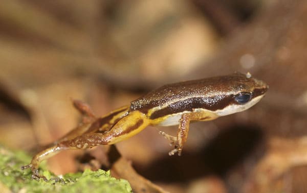 Frogs Can Resist Chytrid Fungus