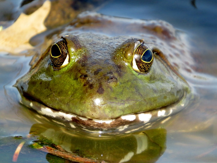 Amphibians Can See Infrared Light