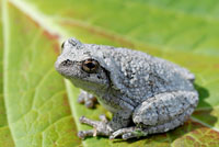 When It Comes To Love Songs, Female Gray Tree Frogs Are Pretty Picky