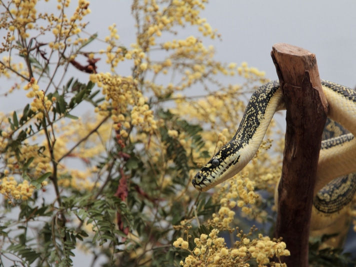 Aussie Snake Catchers Capture Two Pythons Fighting In Brisbane Home