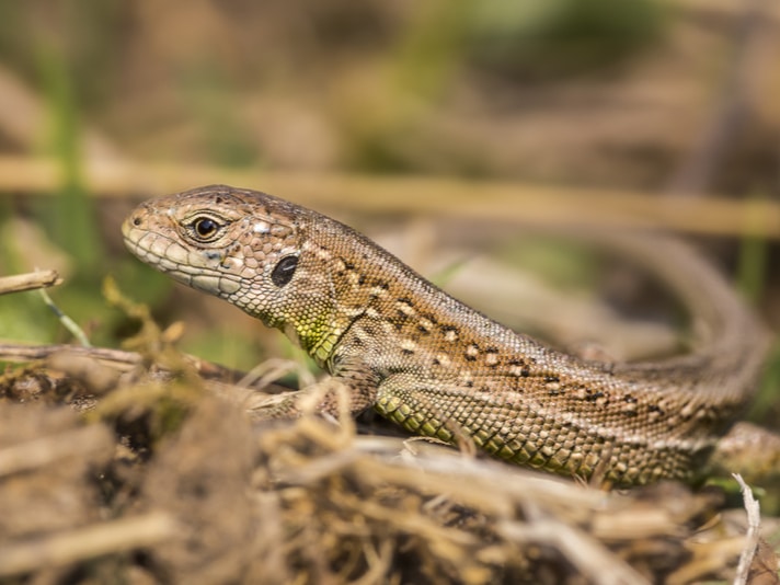 UK Sand Lizard Population Bolstered With Release Of 21 Captive-Bred Lizards
