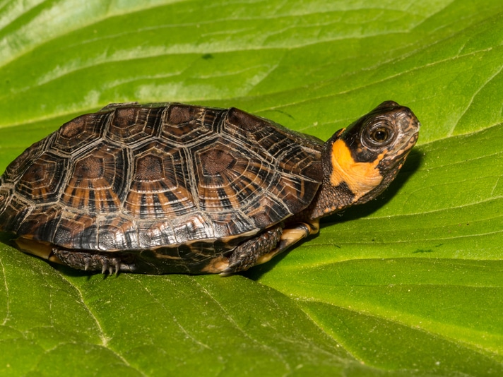 Bog Turtle Is Official State Reptile Of New Jersey!