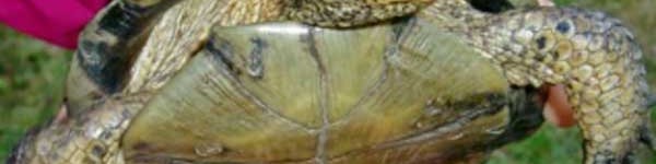 Western Pond Turtle