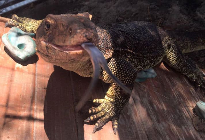 Asian Water Monitor In Florida That Escaped His Enclosure Returned To Owner