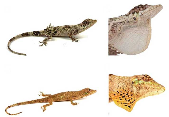 Researchers Discover Two New Anole Lizards In Southern Ecuador