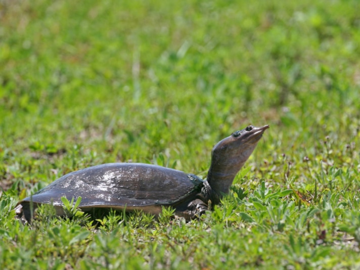 Soft-Shelled Turtle Information And Care - Reptiles Magazine