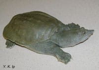 Chinese Soft-Shelled Turtles Pee From Their Mouths