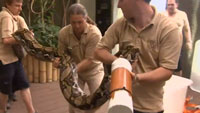 British Researchers Perform Ultrasound On 198-pound Reticulated Python