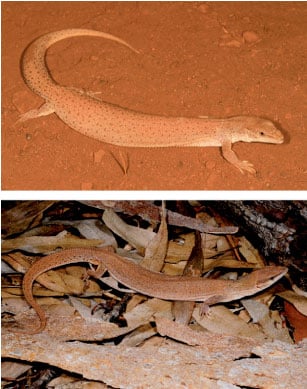 World’s Smallest Varanus Lizard Species Discovered In Australia