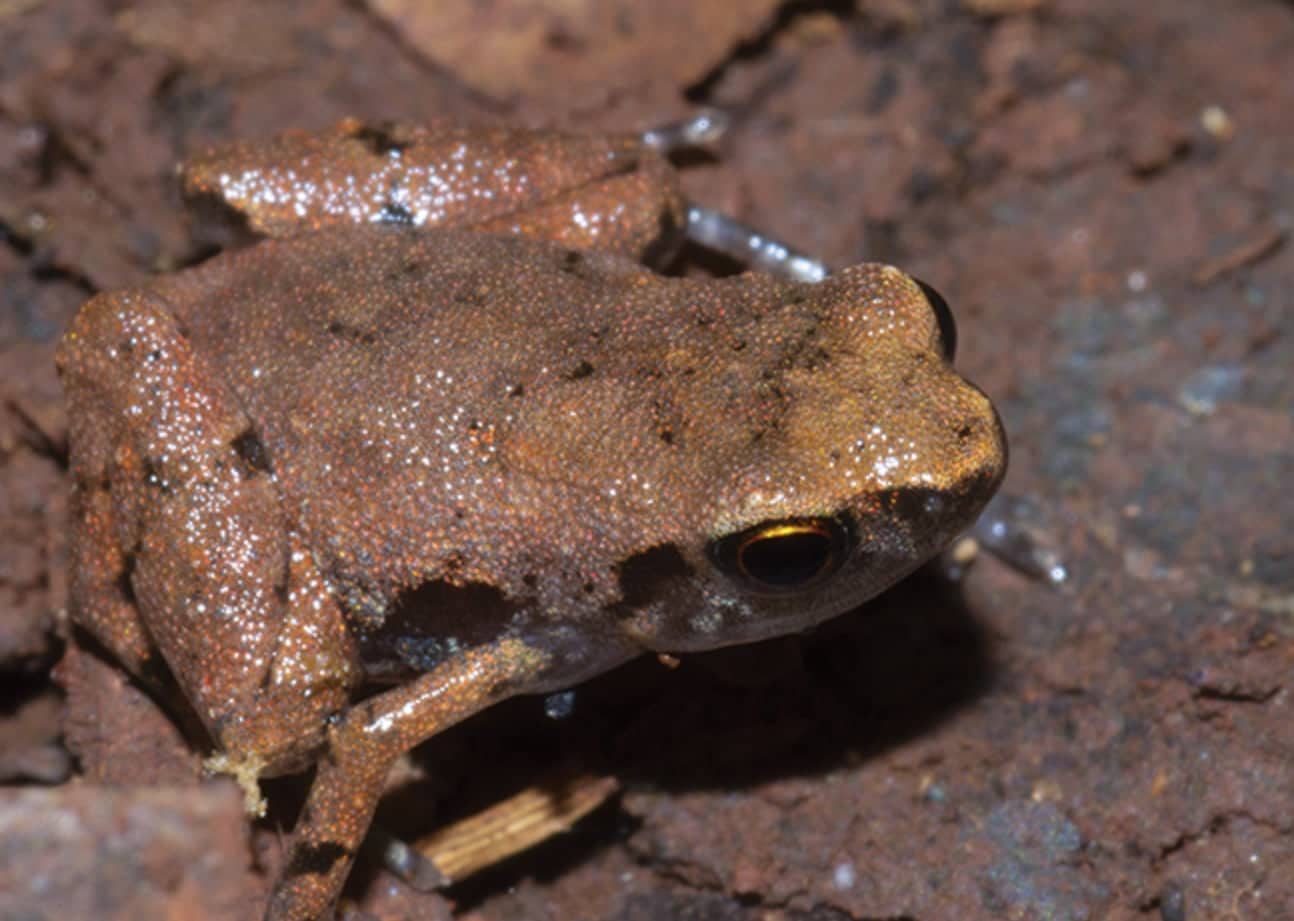 New Frog Species Discovered In Madagascar